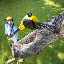 Best Organic Lawn Care Solutions  in Big Stone Gap, VA