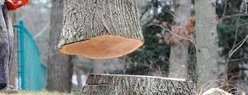 Best Tree and Shrub Care  in Big Stone Gap, VA