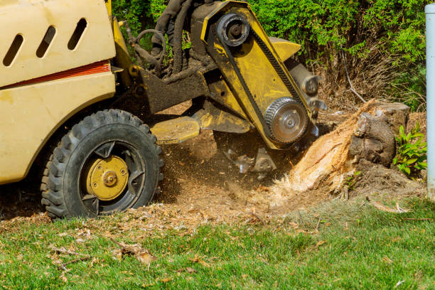 Best Tree Disease Treatment  in Big Stone Gap, VA