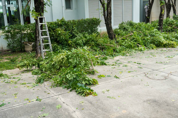 Best Stump Grinding and Removal  in Big Stone Gap, VA