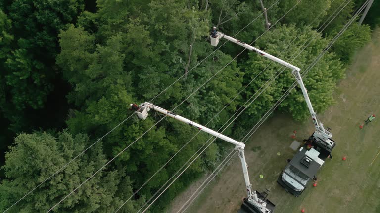 Professional Tree Services in Big Stone Gap, VA