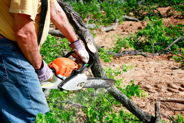 Best Commercial Tree Services  in Big Stone Gap, VA